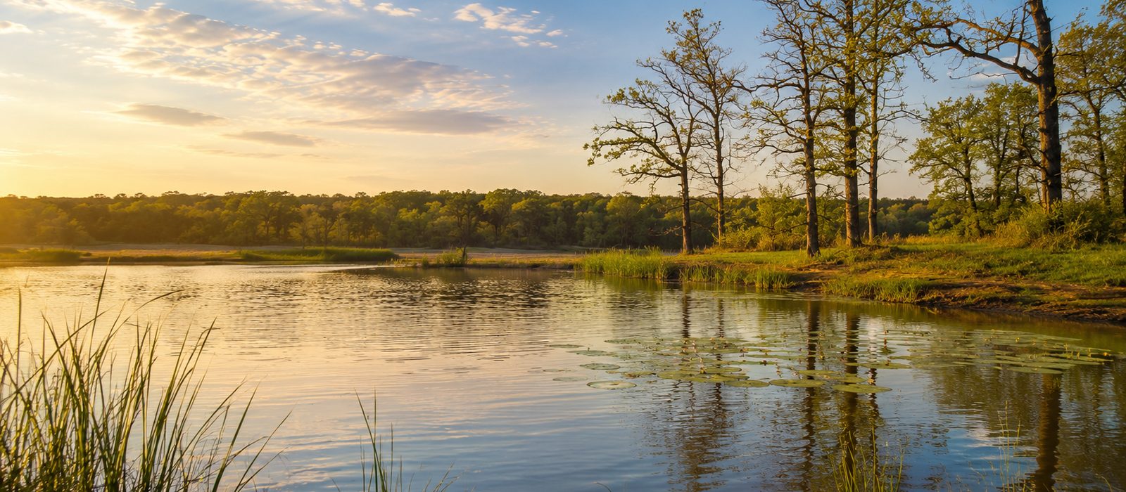 A Texas stock pond at golden hour with lily pads, shoreline grasses, and oak trees reflected in still water.
